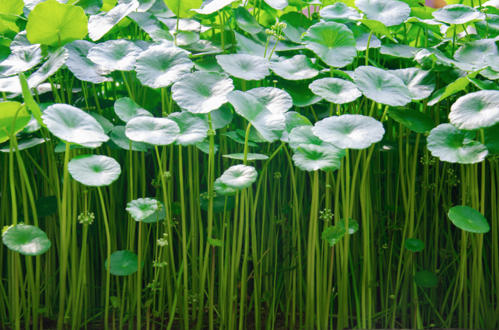 Ingredient spotlight: Centella Asiatica